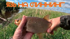 Ловля ЯЗЯ на спиннинг.