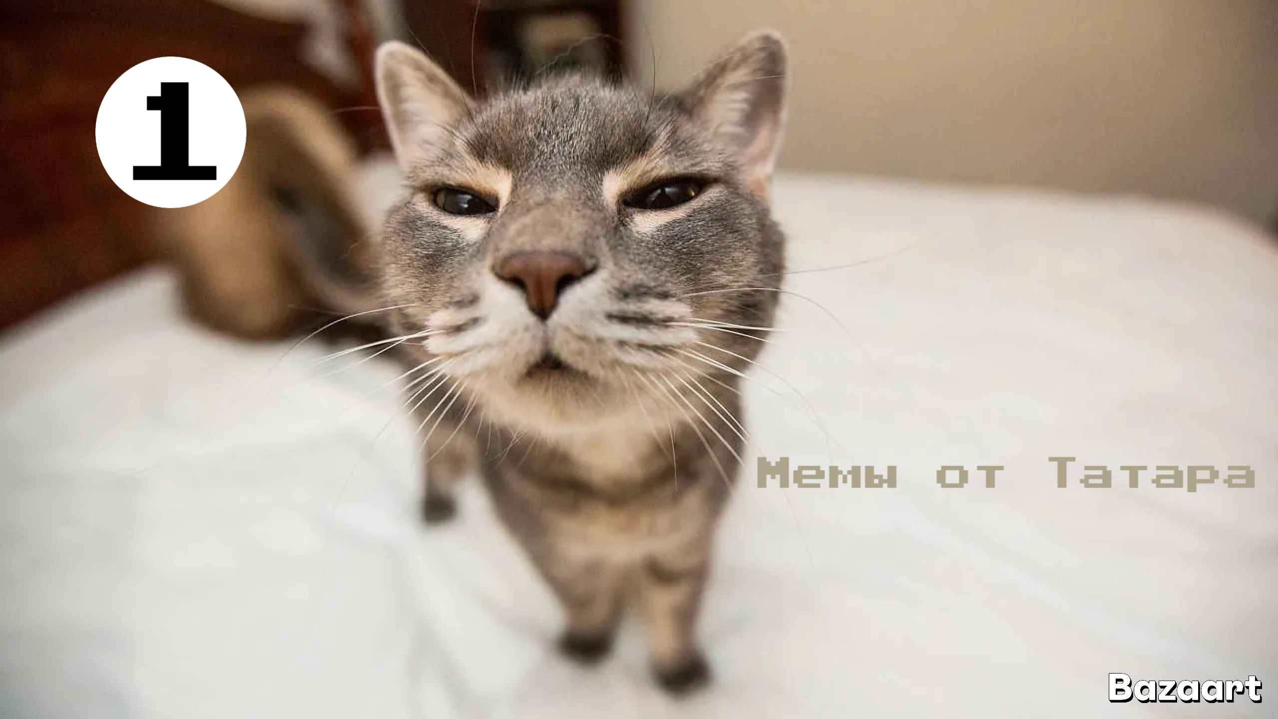 мемы от Татара (часть один)