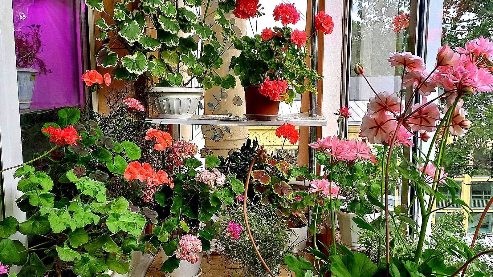 Весёлый карнавал в цветочном раю. Сортовое многообразие. смотреть онлайн