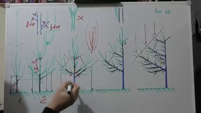 Формировка ГРУШИ разреженно-ЯРУСНОЙ КРОНОЙ с 1 по 5 год. Ускоряем плодоношение..mp4 смотреть онлайн