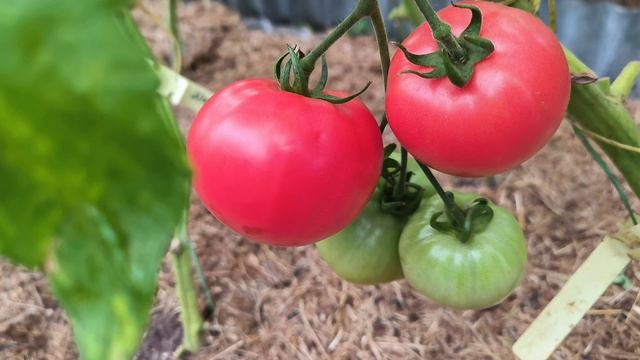 Томаты, обзор сортов, обработка от фитофторы. смотреть онлайн
