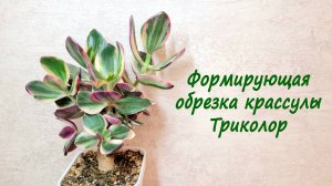 Формирующая обрезка крассулы Триколор