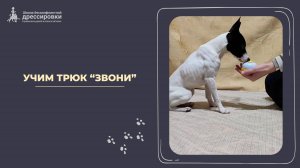 Учим трюк "Звони"