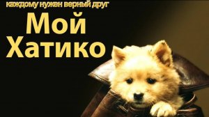Мне нравится этот щенок. Фильм «Мой Хатико».