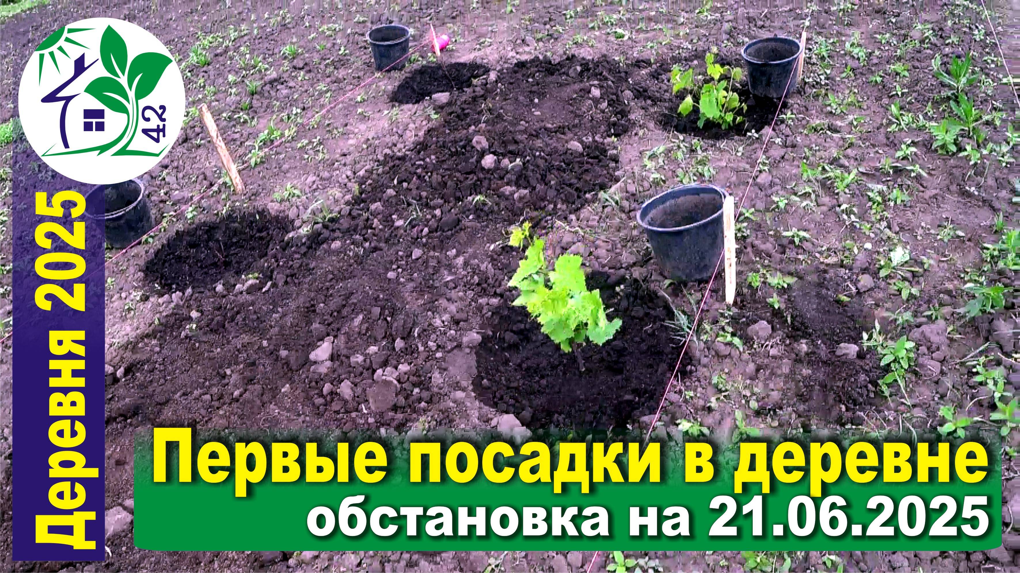 Первые посадки в деревне. Обстановка на 21.06.2025.