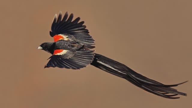 10 Птиц с Самыми Длинными Хвостами смотреть онлайн