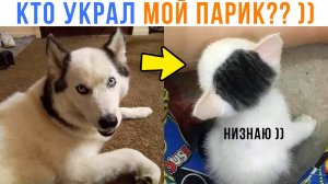 КТО УКРАЛ МОЙ ПАРИК? ))) Приколы | Мемозг 1639