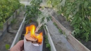 Табачная шашка - повышаем урожай, уничтожаем всё вредное одним махом.