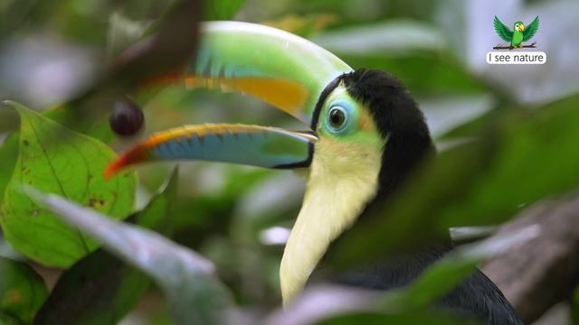 Зачем туканам такой большой клюв? смотреть онлайн
