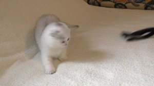 Котенок Розочка свободна для резерва