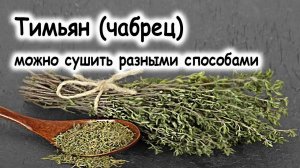Чабрец (тимьян) сушат естественным способом или в электросушилке