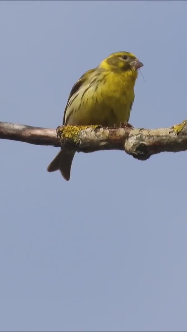 Птицы России. Канареечный Вьюрок смотреть онлайн