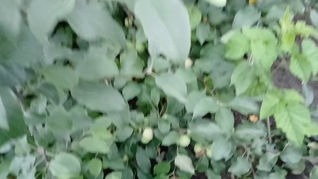 2077.  Обзор посадок ,конец июЛя.Часть 1.