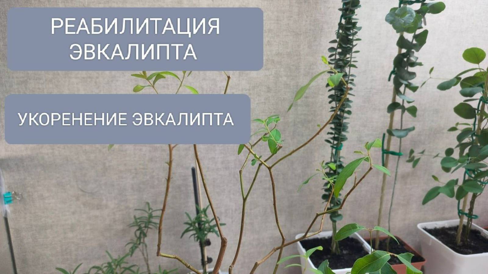 🟠🟤РЕАБИЛИТАЦИЯ-УКОРЕНЕНИЕ ЭВКАЛИПТА ДИГЛУПТА #plants #эвкалипт смотреть онлайн