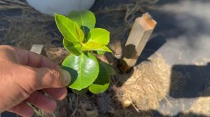 Камелия из семян. Выращивание. Уход