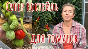 Супер коктейль для подкормки томатов и защиты от болезней. Секреты созревания и улучшения вкуса