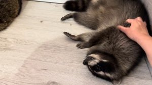 212. Гуляем по Москве, кафе с енотами.