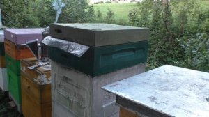 24 июля. ПОБЕЛКИ СОТОВ НЕТ.   ЗАПАХА МЕДА НЕТ.