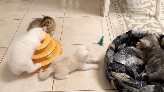 Котята кошки Кайли и котика Маню.