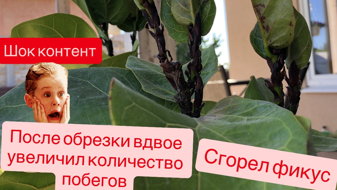 Обзор фикуса Лирата после весенней обрезки и лета на террасе. Коротко об уходе