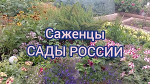 СПУСТЯ ДВА МЕСЯЦА-САЖЕНЦЫ от НПО САДЫ РОССИИ. 23.07.25г