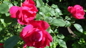 Видео привет с дачи Ленинградской обл. Июль 2025 г.