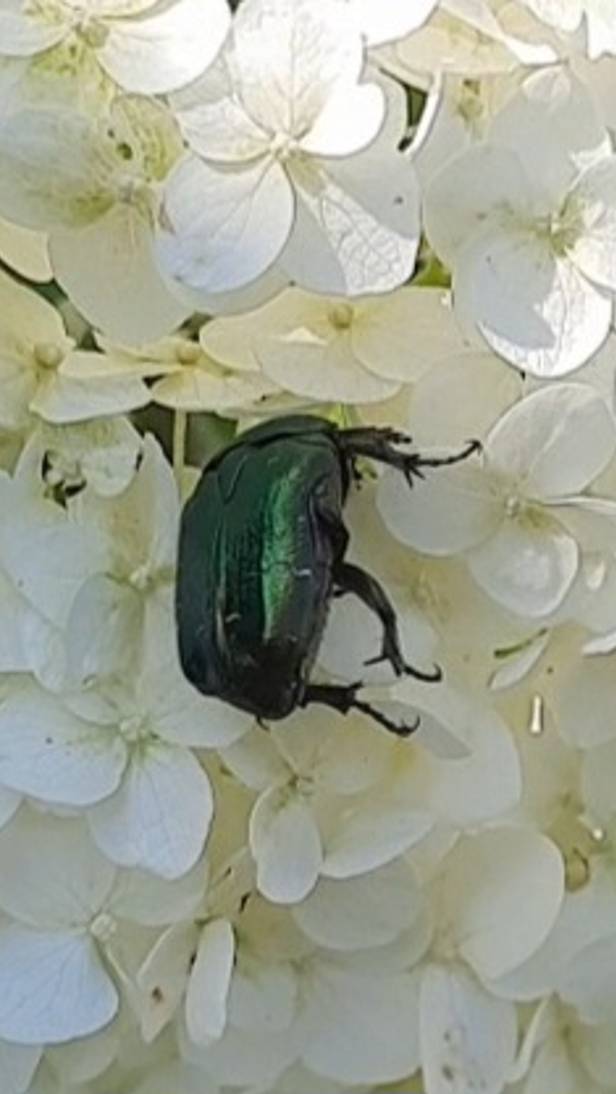 Бронзовка золотистая Cetonia Aurata