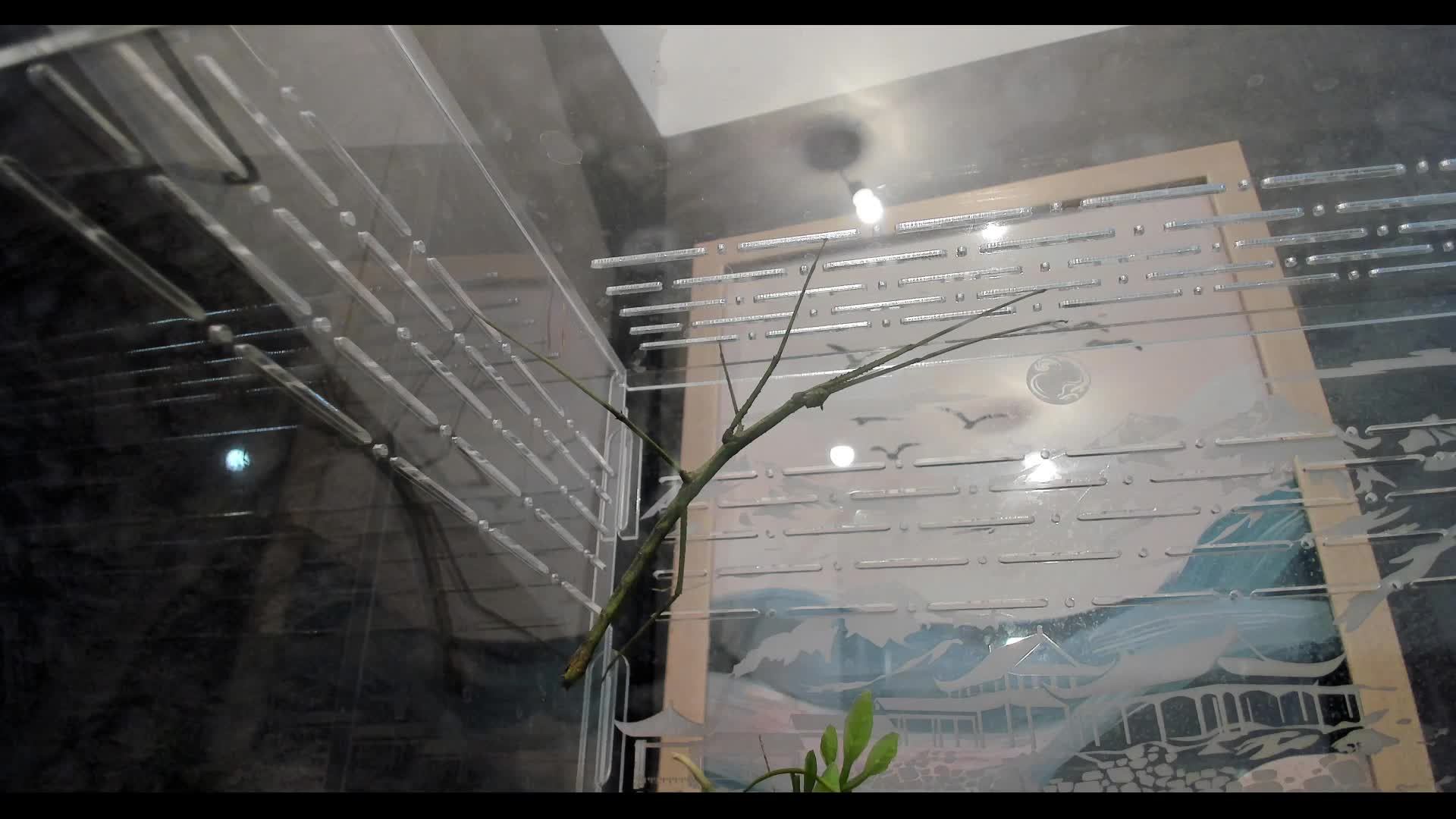 Палочник смотреть онлайн