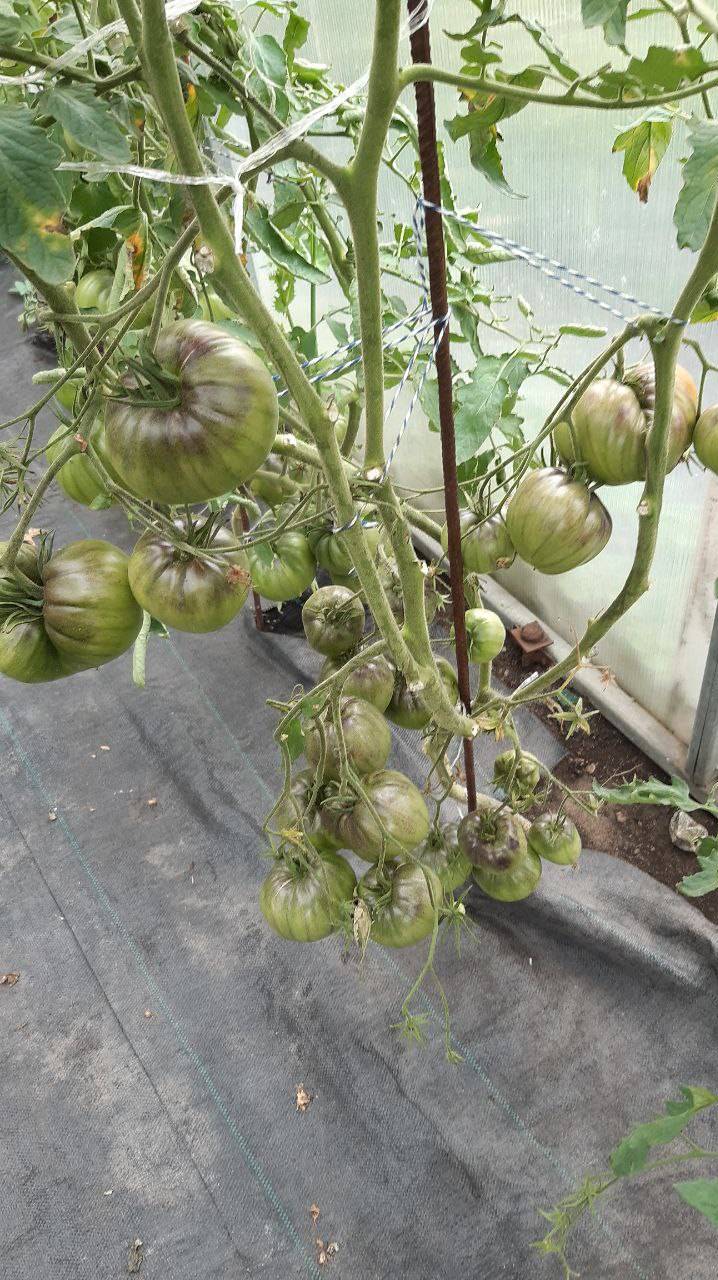 ТОМАТ КЛУБНИЧНЫЕ ШЛЯПКИ СЕРЖАНТА - СЕЛЕКЦИЯ СОФИИ СААКОВОЙ смотреть онлайн