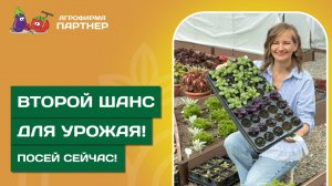 ВТОРОЙ ШАНС 
ДЛЯ УРОЖАЯ // 
Посей сейчас!