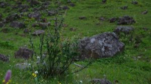 A Pen Jie’s Vlog | When it rains, Yunnan’s mountains are blooming – how can we not hike?【滇西小哥】