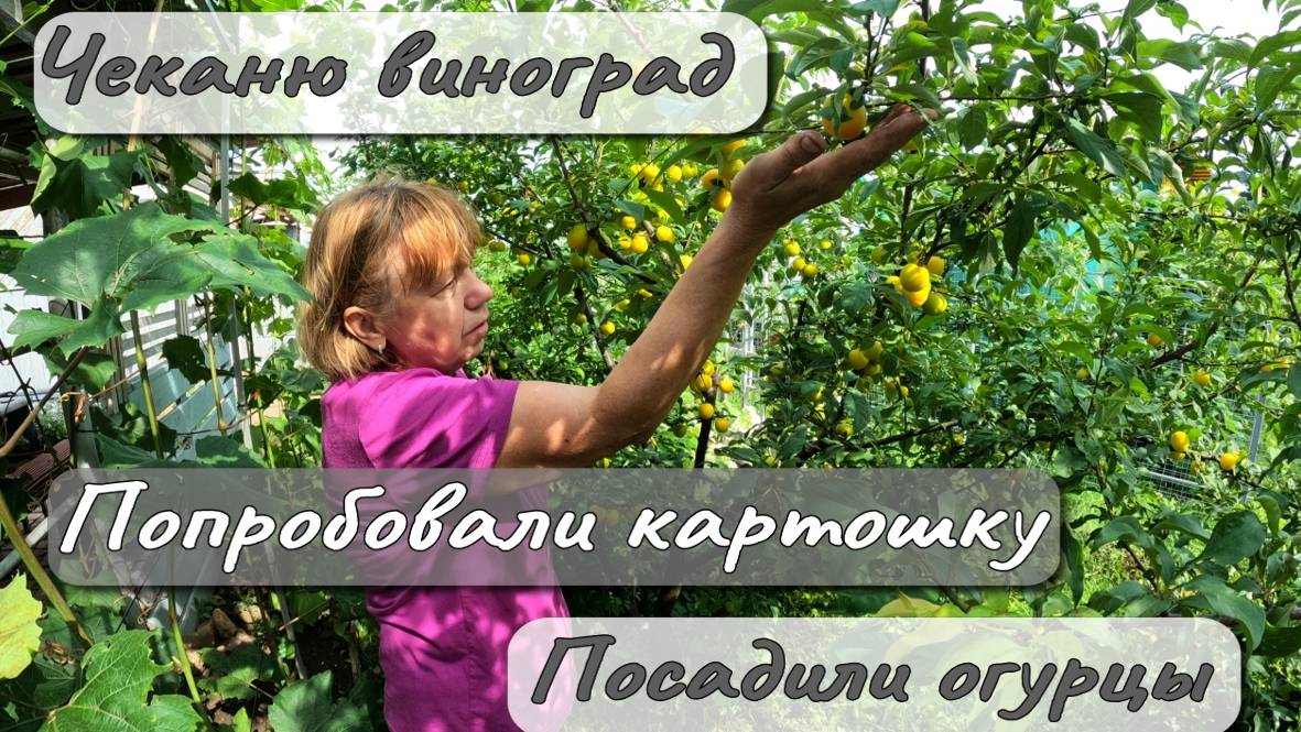 ЧЕКАНЮ ВИНОГРАД ПОПРОБОВАЛИ КАРТОШКУ ПОСАДИЛИ ОГУРЦЫ смотреть онлайн