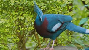 10 Самых Красивых и Интересных Пород Голубей