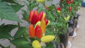 Выращивание перца в пластиковых бутылках