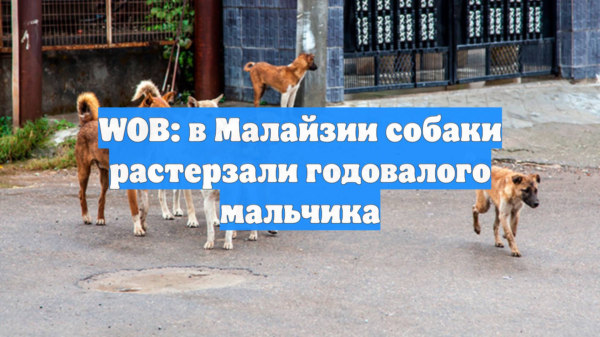 WOB: в Малайзии собаки растерзали годовалого мальчика
