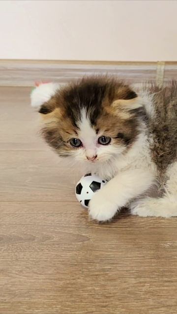 КОТЯТА. Игра в мяч 2. #шорты смотреть онлайн