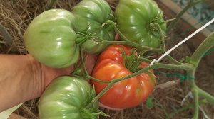 Эти ТОМАТЫ - сорта на века !