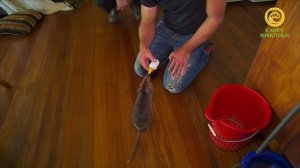 Зоопарк Криса Хамфри. Анонс. Канал В Мире Животных