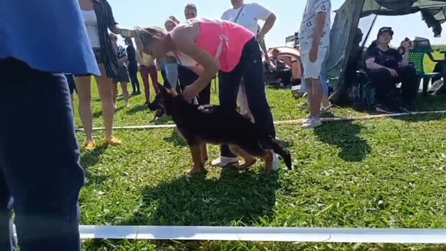 БЕБИ КОБЕЛИ / КЧК САНКТ-ПЕТЕРБУРГ 12 июля`25 G.Stibel Моно немецких овчарок