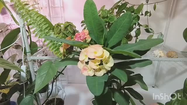 На Ваших растениях грибок?😱 На моих тоже.😢 Будем лечить.🚑