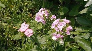 Китайская гвоздика