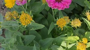 Цветы, цветы.