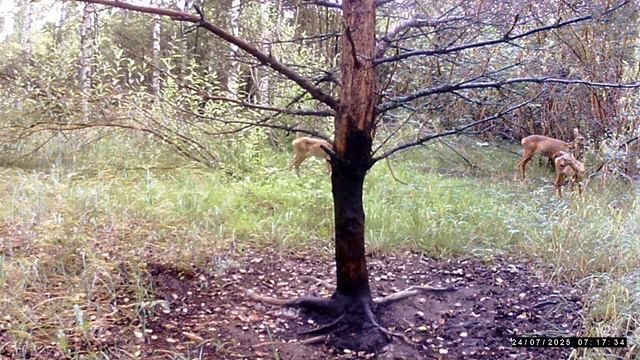 Фотоловушка. Косуля. смотреть онлайн