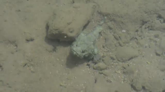 ГЕНИИ МАСКИРОВКИ В ЖИВОТНОМ МИРЕ. факты о животных. Top 10 смотреть онлайн