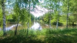 Ромашковое поле.