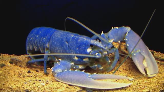 ЖИВОТНЫЕ, В СУЩЕСТВОВАНИЕ КОТОРЫХ ТРУДНО ПОВЕРИТЬ смотреть онлайн