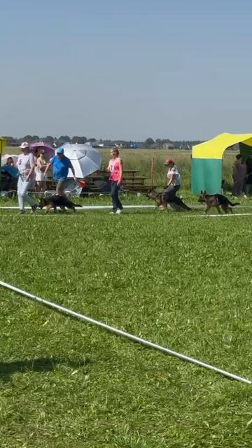 БЕБИ КОБЕЛИ / КЧК САНКТ-ПЕТЕРБУРГ 12 июля`25 G.Stibel Моно немецких овчарок