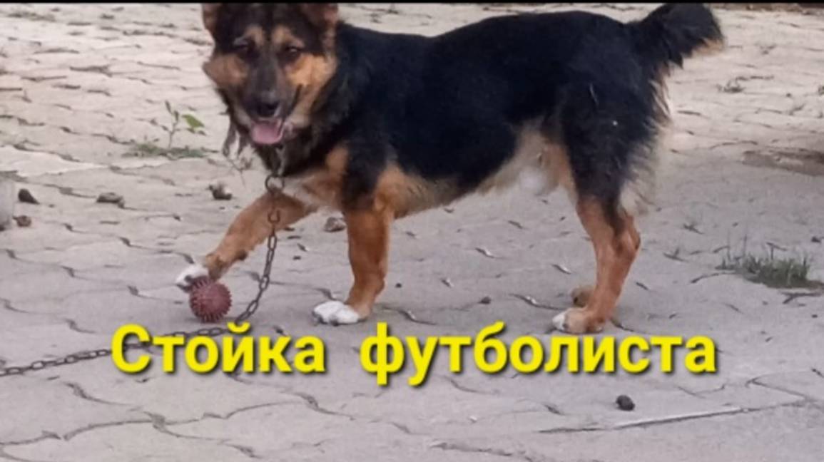 Поужинал - пора играть. 🐕 смотреть онлайн