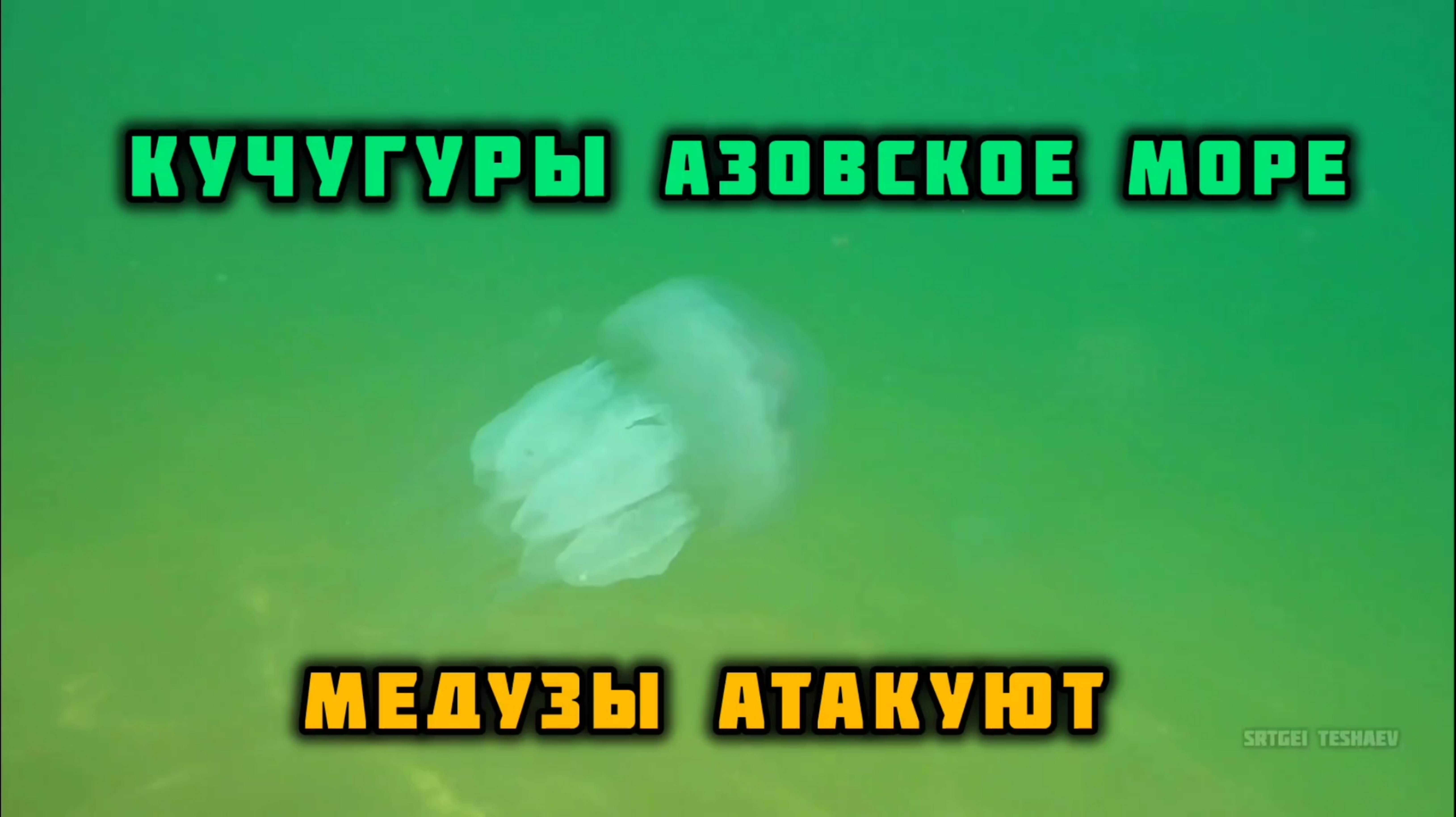 КУЧУГУРЫ НАШЕСТВИЕ МЕДУЗ - Азовское море.