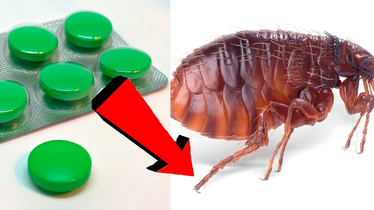 Как избавиться от блох в квартире За 3 Секунды!.!.! смотреть онлайн